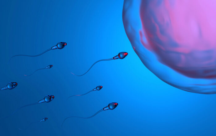 egg and sperm during ivf
